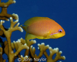 anthia and fire corals by John Naylor 